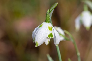 Franz Josef 'in daha büyük bir kar damlasına (galanthus elwesii) yakın çekim
