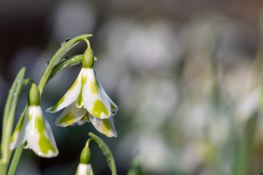 Bir galanthus 'un makro çekimi Phil Cornish' in açtığı kar damlası