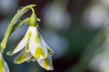 Bir galanthus 'un makro çekimi Phil Cornish' in açtığı kar damlası