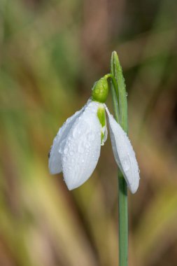 Çiçek açmış bir Sentinel kar damlasının yakınında.
