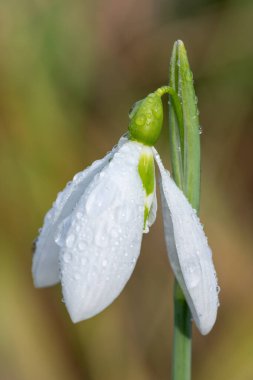 Çiçek açmış bir Sentinel kar damlasının yakınında.