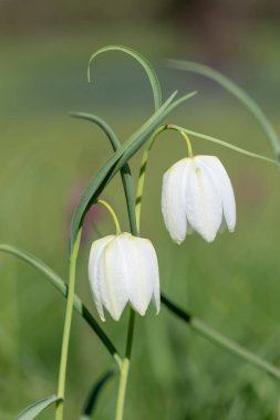 Beyaz yılanların baş fritillersi (fritillaria meleagris) çiçeklerinin açılışını kapat