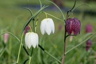 Beyaz yılanların baş fritillersi (fritillaria meleagris) çiçeklerinin açılışını kapat