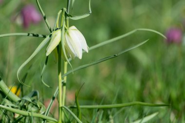 Beyaz yılanların baş fritillersi (fritillaria meleagris) çiçeğe yakın bir yerde çiçek açar.