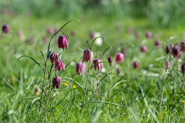 Mor yılanların baş fritillersi (fritillaria meleagris) çiçeklerinin açılışını kapat
