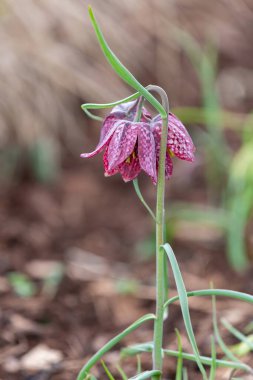 Mor bir yılanın baş fritillersi (fritillaria meleagris) çiçeğinin açılışını kapat