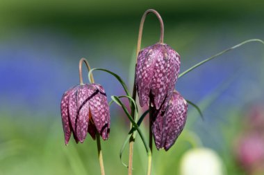 Mor yılanların baş fritillersi (fritillaria meleagris) çiçeklerinin açılışını kapat