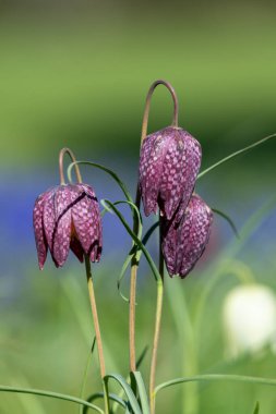 Mor yılanların baş fritillersi (fritillaria meleagris) çiçeklerinin açılışını kapat