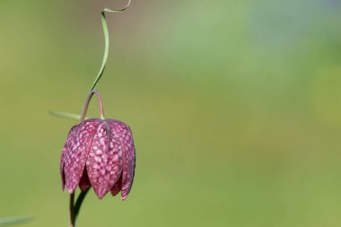Mor bir yılanın baş fritillersi (fritillaria meleagris) çiçeğinin açılışını kapat
