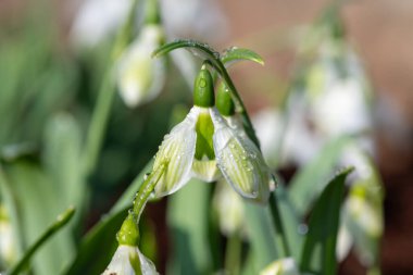 Biberiye Burnham 'ın daha büyük bir kar damlasına (galanthus elwesii) yakın çekim