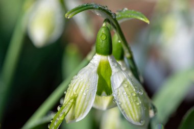 Biberiye Burnham 'ın daha büyük bir kar damlasına (galanthus elwesii) yakın çekim