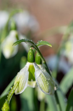 Biberiye Burnham 'ın daha büyük bir kar damlasına (galanthus elwesii) yakın çekim