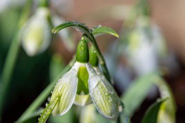 Biberiye Burnham 'ın daha büyük bir kar damlasına (galanthus elwesii) yakın çekim
