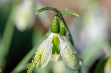 Biberiye Burnham 'ın daha büyük bir kar damlasına (galanthus elwesii) yakın çekim