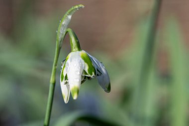 Franz Josef 'in daha büyük bir kar damlasına (galanthus elwesii) yakın çekim