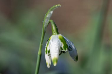 Franz Josef 'in daha büyük bir kar damlasına (galanthus elwesii) yakın çekim