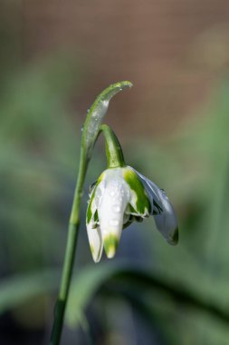 Franz Josef 'in daha büyük bir kar damlasına (galanthus elwesii) yakın çekim