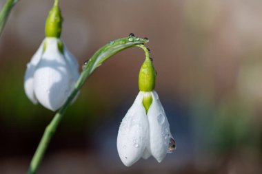 Bir galanthus 'un kapağı. Çiçek açmış bir kar damlası.