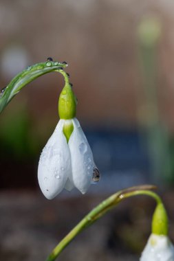Bir galanthus 'un kapağı. Çiçek açmış bir kar damlası.