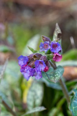 Yaygın akciğer otu (pulmonarya officinalis) çiçeklerinin açılışını kapat
