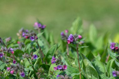 Yaygın akciğer otu (pulmonarya officinalis) çiçeklerinin açılışını kapat