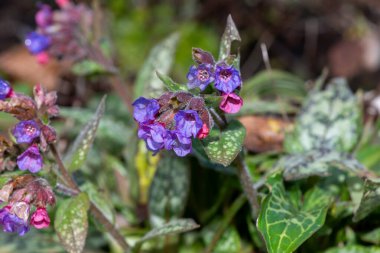 Yaygın akciğer otu (pulmonarya officinalis) çiçeklerinin açılışını kapat