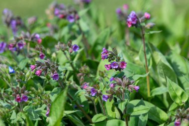 Yaygın akciğer otu (pulmonarya officinalis) çiçeklerinin açılışını kapat