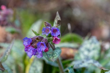 Yaygın akciğer otu (pulmonarya officinalis) çiçeklerinin açılışını kapat
