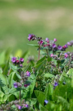 Yaygın akciğer otu (pulmonarya officinalis) çiçeklerinin açılışını kapat