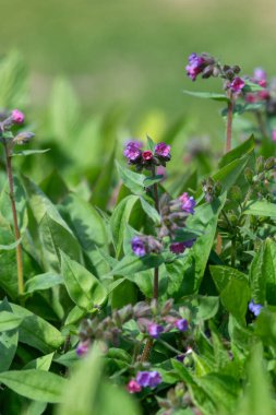 Yaygın akciğer otu (pulmonarya officinalis) çiçeklerinin açılışını kapat