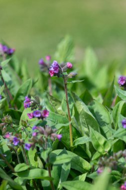 Yaygın akciğer otu (pulmonarya officinalis) çiçeklerinin açılışını kapat