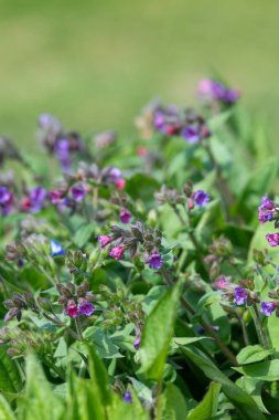 Yaygın akciğer otu (pulmonarya officinalis) çiçeklerinin açılışını kapat