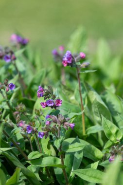 Yaygın akciğer otu (pulmonarya officinalis) çiçeklerinin açılışını kapat