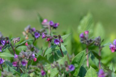 Yaygın akciğer otu (pulmonarya officinalis) çiçeklerinin açılışını kapat