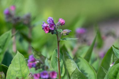 Yaygın akciğer otu (pulmonarya officinalis) çiçeklerinin açılışını kapat