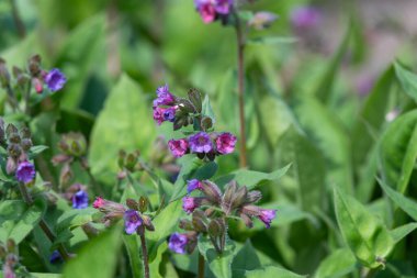 Yaygın akciğer otu (pulmonarya officinalis) çiçeklerinin açılışını kapat