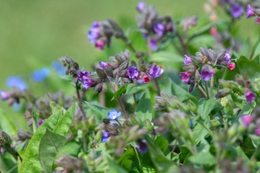 Yaygın akciğer otu (pulmonarya officinalis) çiçeklerinin açılışını kapat