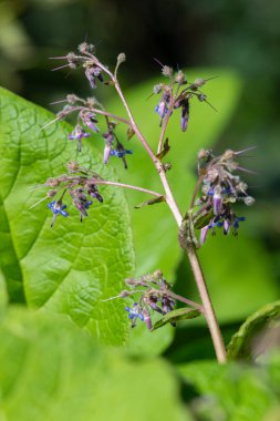 Çiçek açan erken Borage (trachystemon orientalis) çiçeklerinin açılışını kapat