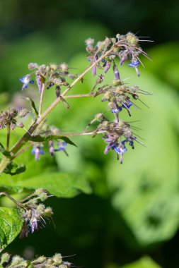 Çiçek açan erken Borage (trachystemon orientalis) çiçeklerinin açılışını kapat