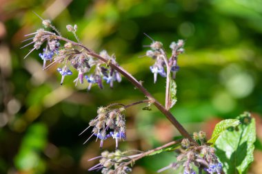 Çiçek açan erken Borage (trachystemon orientalis) çiçeklerinin açılışını kapat