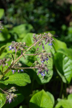 Çiçek açan erken Borage (trachystemon orientalis) çiçeklerinin açılışını kapat