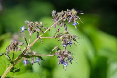 Çiçek açan erken Borage (trachystemon orientalis) çiçeklerinin açılışını kapat