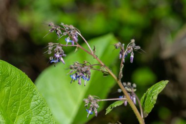 Çiçek açan erken Borage (trachystemon orientalis) çiçeklerinin açılışını kapat