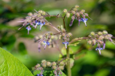 Çiçek açan erken Borage (trachystemon orientalis) çiçeklerinin açılışını kapat