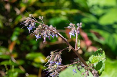 Çiçek açan erken Borage (trachystemon orientalis) çiçeklerinin açılışını kapat