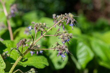 Çiçek açan erken Borage (trachystemon orientalis) çiçeklerinin açılışını kapat