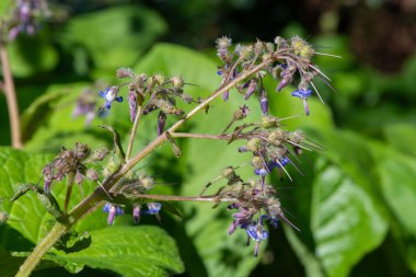 Çiçek açan erken Borage (trachystemon orientalis) çiçeklerinin açılışını kapat
