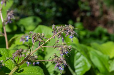 Çiçek açan erken Borage (trachystemon orientalis) çiçeklerinin açılışını kapat