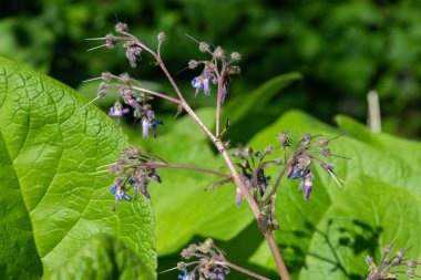 Çiçek açan erken Borage (trachystemon orientalis) çiçeklerinin açılışını kapat