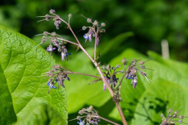 Çiçek açan erken Borage (trachystemon orientalis) çiçeklerinin açılışını kapat